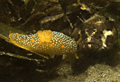 triopha blenny